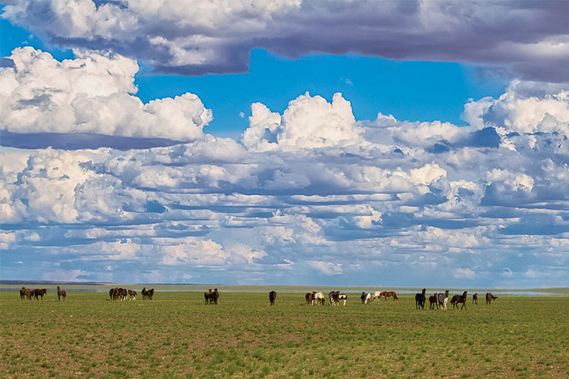 steppe photos mongolia